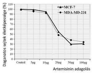 Az artemisinin hatására bekövetkező apoptózis 